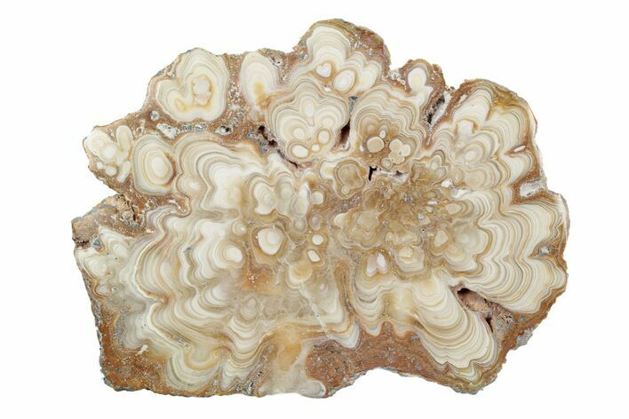 Polished Aragonite Stalactite Slice - Morocco #255372